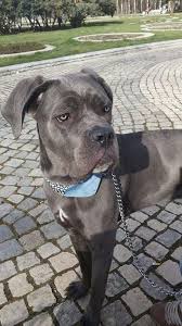 Blue Cane Corso 10 Months Mascotas Fotos De Animales Animales