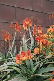 Aloe Camperi And Streptosolen Jamesonii Succulent Landscaping Cactus Plants Succulents Garden