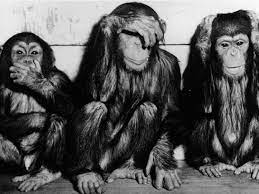 Ebros whimsical faded bronze colored see hear speak no evil monkeys statue 3 wise apes of the jungle figurine animal rainforest monkey family father. The Case Of The 3 Monkeys Is Tearing Twitter In Two The Two Way Npr