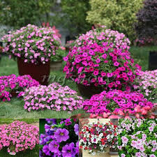 500pcs Seeds Mixed Colors Trailing Petunia Flower Dwaft Calibrachoa Garden Yard 0 99 Petunia Flower Petunias Bonsai Garden