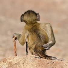 See more ideas about funny animals, animals, animal memes. Funny Animal Photos In Comedy Wildlife Photography Awards 2020