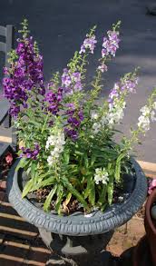 Image result for Angelonia