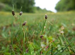 Image result for Isolepis setacea