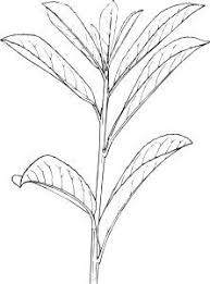 Pin By Djenny On How To Draw Realistic Trees Plants Bushes And Rocks Realistic Drawings Plants Tree Drawing Tanpa harus mengubah di semua halaman. realistic drawings