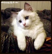 Below are our currently available ragdoll kittens and ragamuffin kittens. Abbey Road Rags Ragdoll Kittens For Sale Ragdoll Cats Ragdoll Cats For Sale