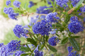 It is simply that the range of evergreen shrubs that also flower, is so large that it would take several web pages to include just a small proportion! 5 Essential Evergreen Shrubs To Clothe A Wall Or Fence Janet Bligh