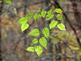 It has been able to handle heavy soils in the midwest. River Birch Is A Favored Yard Tree In The Southern U S