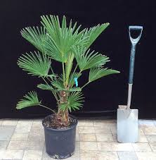 british palms uk grown palm trees rhs chelsea gold winner 2006 2013 european fan palm ground cover plants