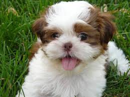 It combines the playful shih tzu with the sassy chihuahua , and when it comes to cuteness, this little dog has it in spades. Our Shih Tzu Puppies Are Absolutely Fabulous Can You Handle These Sweet Faces Furry Babies