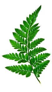 Green Fern Leaf Iphone Wallpaper Silver Spiral Studio Floral Art Ferns Leaf Art