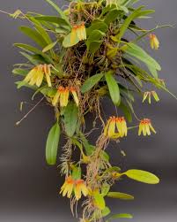 Image result for Bulbophyllum longiflorum