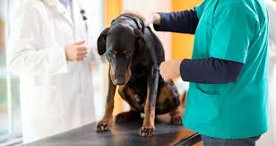 Our pet insurance comparison pits providers head to head, with charts that compare deductibles read our reviews of the best pet insurance companies on the market, with pros, cons, pricing, and. Vca Rolls Out 35 Pet Cancercare Centers Today S Veterinary Business