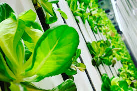 Ellicottville Greens Seeks Local Headquarters — Ellicottville Now