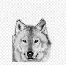 Some people think realistic animal drawings consume a lot of time, initially it will take a lot of time, once you understand the shading and pressure points, it's quite easy to. Lobo Blanco Png Realistic Drawings Animals Ballpoint Transparent Png 540x750 6492321 Pngfind