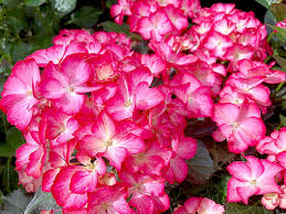 All are named for east coast seaside locations. New Hydrangeas Make For A Better Summer Blooming Shrub Heraldnet Com