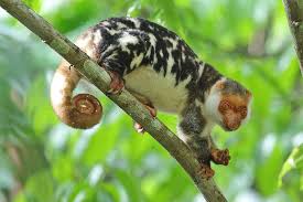 Waigeo Cuscus Weird Animals Cute Animals Animal Planet