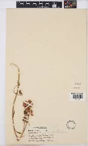 Image result for Crotalaria laburnoides