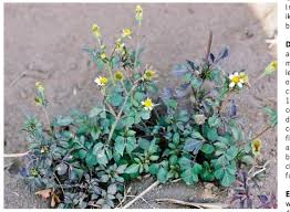 Image result for Cleome schimperi