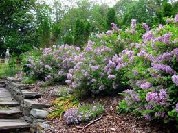 Bildergebnis Fur Flieder Hecke Fliederbaum Garten Hecken Garten Landschaftsbau