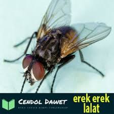 Erek Erek Lalat Pada Buku Mimpi 2d 3d 4d Dan Kode Alam Cendol Dawet