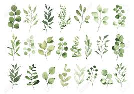 Maybe you would like to learn more about one of these? Collection Of Watercolor Greenery Branch Leaves Twigs Floral Stock Photo Picture And Royalty Free Image Image 141767759