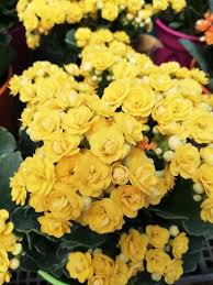 Garden Chronicles How To Care For A Kalanchoe Blossfeldiana Plant