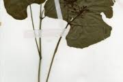 Image result for Cissus petiolata