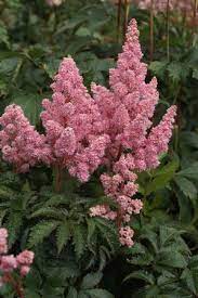 False Spirea Astilbe Arendsii Sister Theresa From Growing Colors Part Shade Flowers Shade Flowers Astilbe