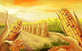 A collection of the top 45 harvest wallpapers and backgrounds available for download for free. Corn Wallpapers Wallpaper Cave