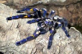 We did not find results for: Lessons From A Tarantula Harvard Medical School