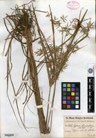 Image result for Cyperus tenuiculmis