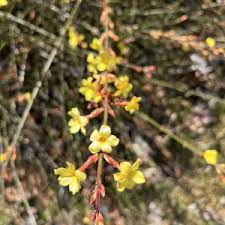 Image result for Jasminum nudiflorum