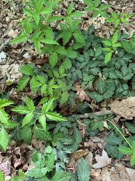 Image result for Pachycarpus concolor