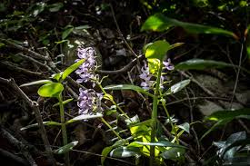 Image result for Ypsilopus erectus