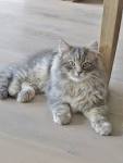 Siberian Kittens for Sale - Adoptapet
