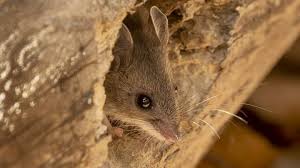 Get free professional medical advise about hantavirus infection. Coronavirus Coronavirus Is The Hantavirus A New Threat To The World As Com