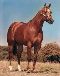 Mr Conclusion was foaled April 1, 1982, the vision of longtime breeders  James Evans and Mark Toteff of Michigan, who matched halter sire Conclusive  with Miss Amber Charge by Otoe Charge. It