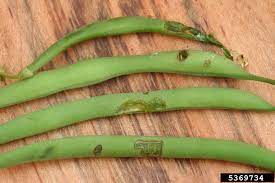 Maybe you would like to learn more about one of these? Beetles On My Green Bean Plants Tips On Green Bean Beetle Control