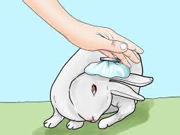 How To Deal With A Sick Rabbit Rabbit Bunny Care Rabbit Care