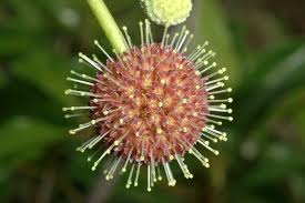 Image result for Breonadia