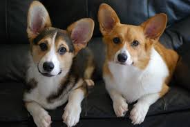 We show and trial our dogs in akc and ukc in the conformation ring, in herding, in agility, in rally, tracking, nosework, and in other sports. Pin On Dogs