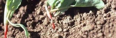 Image result for tomato seedling damping off