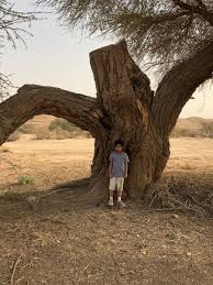 إضافة رد أضف للمفضلة حذف من المفضلة. Ø¹Ø¨Ø¯Ø§Ù„Ù„Ù‡ Ø§Ù„Ø±Ø´ÙŠØ¯ On Twitter Ø§Ø­Ø°Ø± Ù…Ù† Ø²Ø±Ø§Ø¹Ø© Ù‡Ø°Ù‡ Ø§Ù„Ø£Ø´Ø¬Ø§Ø± Ù¡ Ø´Ø¬Ø±Ø© Ø§Ù„ÙƒÙŠÙ†ÙˆÙƒØ§Ø±Ø¨Ø³ Ø¬Ø°ÙˆØ± Ù‡Ø°Ù‡ Ø§Ù„Ø´Ø¬Ø±Ø© Ù‚Ø§Ø¯Ø±Ø© Ø¹Ù„Ù‰ Ø§Ù„ØªØºÙ„ØºÙ„ Ø¨Ù‚ÙˆØ© ØªØ­Øª Ø§Ù„Ø£Ø±Ø¶ ÙˆØªØ¯Ù…ÙŠØ± Ø®Ø²Ø§Ù†Ø§Øª Ø§Ù„Ø¨ÙŠÙˆØª ÙˆØºÙŠØ±Ù‡Ø§ Ù¢ Ø´Ø¬Ø±Ø© Ø§Ù„Ø¯ÙÙ„Ø© Ø£Ùˆ Ø§Ù„ÙˆØ±Ø¯