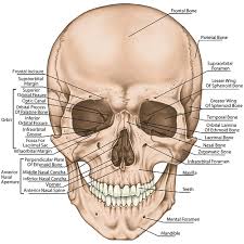 Each has two surfaces and four borders. Ethmoid Bone The Definitive Guide Biology Dictionary