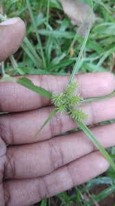 Image result for Courtoisina cyperoides
