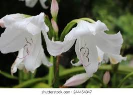 Image result for Crinum jagus