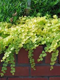 Image result for Lysimachia
