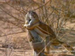 Check spelling or type a new query. Anuncio Spot Ono Bichos Ardillas Del Desierto Que Se Abrazan Youtube