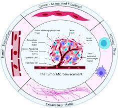 J'ai un job dans la com. Hydrogels To Engineer Tumor Microenvironments In Vitro Biomaterials Science Rsc Publishing Doi 10 1039 D0bm01943g