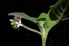 Image result for Grona adscendens